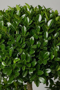 Foliage Close Up · Glossy oval privet leaves packed tightly across a clipped cloud pad