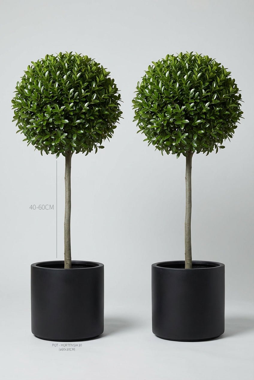 A pair of 40-60cm Ligustrum jonandrum lollipop standards in black planters photographed on professional studio background, showcasing ball-topped privet topiary on single stems with dense evergreen foliage, demonstrating curated evergreen pairs and buy topiary trees for architectural garden design and doorway plants with formal symmetry.