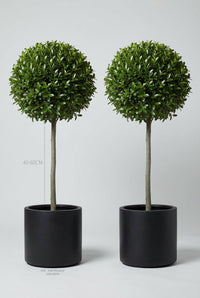 Studio · Size guide: privet lollipop pair, Mio and Liora, with 40-60cm stems marked beside a 30cm black pot.