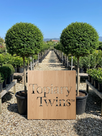 Delavay Privet Lollipop Topiary Pair - Mio & Liora