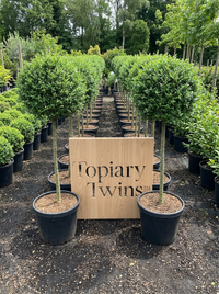 Delavay Privet Lollipop Topiary Pair - Mio & Liora