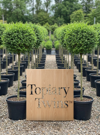 Delavay Privet Lollipop Topiary Pair - Mio & Liora