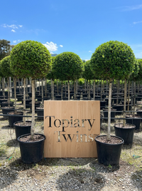 Delavay Privet Lollipop Topiary Pair - Mio & Liora