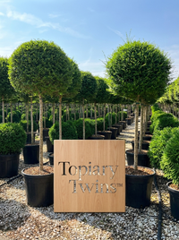 Delavay Privet Lollipop Topiary Pair - Mio & Liora