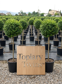 Delavay Privet Lollipop Topiary Pair - Mio & Liora