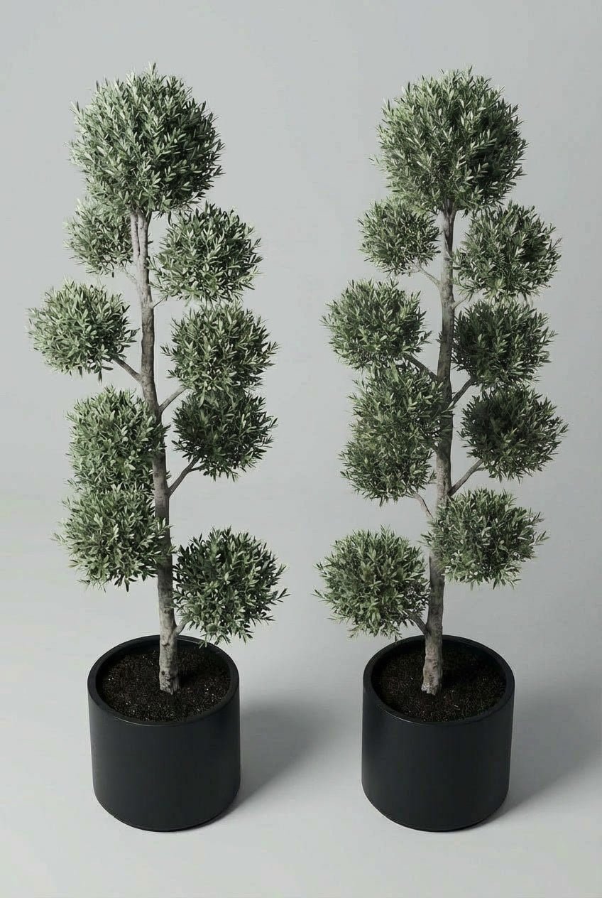 A pair of Olea europaea (olive) cloud topiary in black planters photographed from overhead on studio background, showcasing Mediterranean evergreens with symmetrical multi-tier pom-pom topiary forms and gnarled trunks, demonstrating curated evergreen pairs and buy topiary trees for architectural garden design with doorway symmetry.
