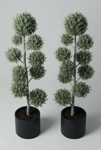 Studio · Selvi and Dorian side by side in matte black pots, each stem carrying six tight olive pom-poms.