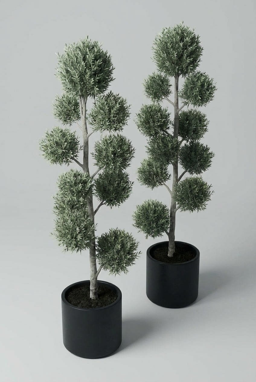 A pair of Olea europaea (olive) cloud topiary in black planters photographed on studio background, showcasing Mediterranean evergreens with multi-tier pom-pom topiary styling and gnarled trunks, demonstrating curated evergreen pairs and buy topiary trees for architectural garden design and sculptural living art with doorway symmetry.