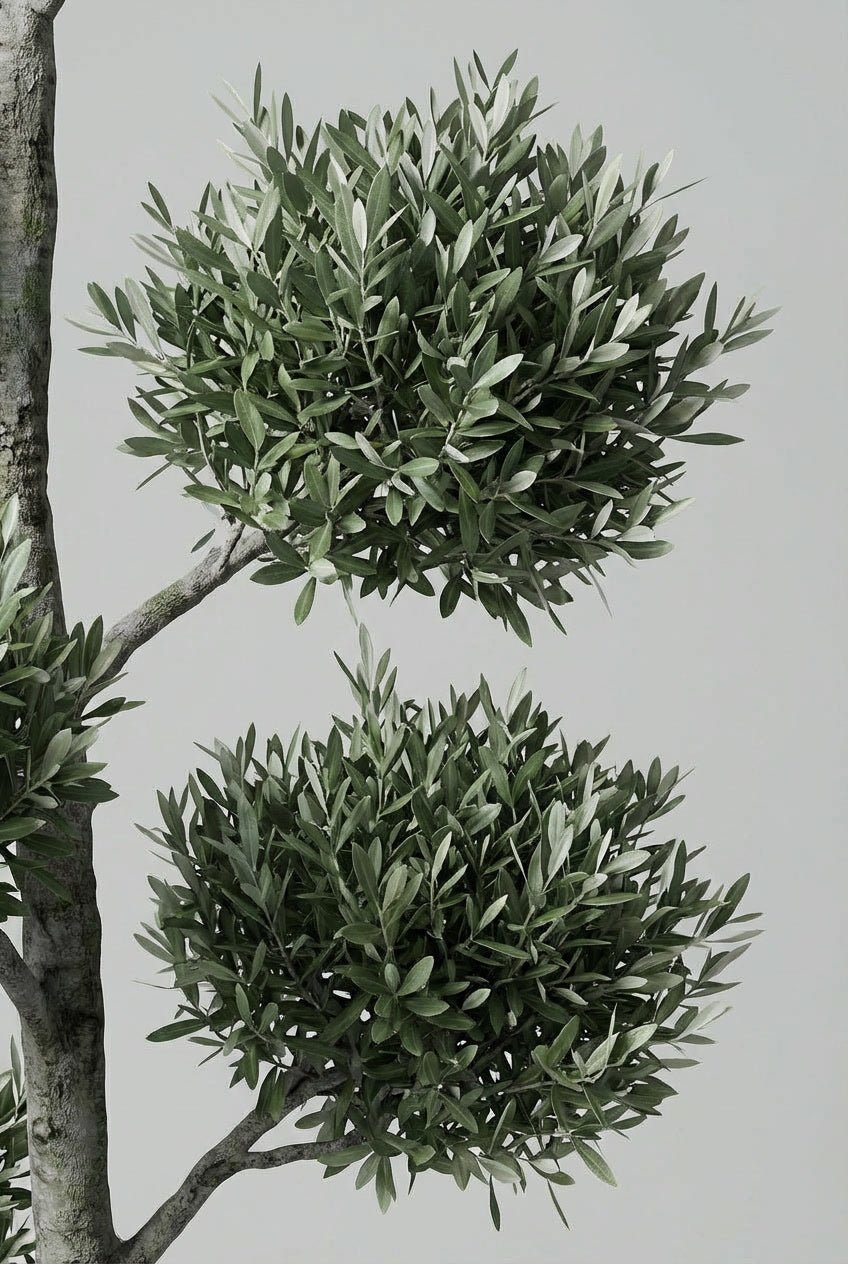 Detail view of Olea europaea (olive) cloud topiary photographed on studio background, showcasing two-tier pom-pom topiary forms with silver-green Mediterranean foliage and characteristic gnarled trunk, demonstrating architectural topiary plants and sculptural living art with distinctive branching structure for buy topiary trees.