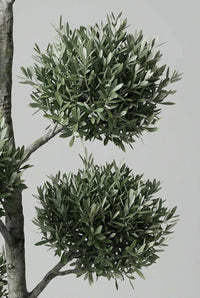 foliage Close Up · Two clipped olive pom-poms, silver-backed leaves dense around a pale gnarled stem.