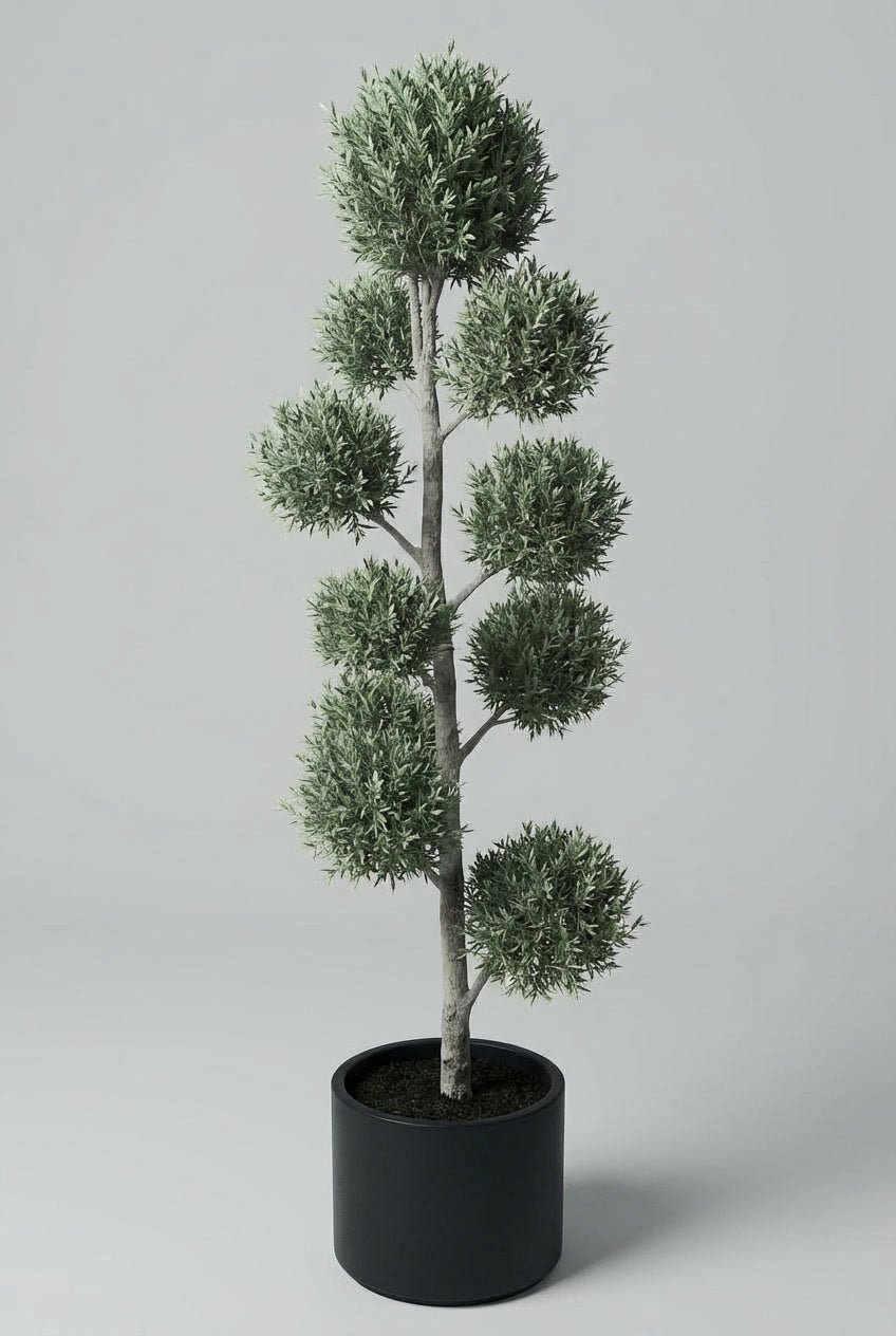 An Olea europaea (olive) cloud topiary in a black planter photographed on studio background, showcasing Mediterranean evergreen with multi-tier pom-pom topiary styling and characteristic gnarled trunk, demonstrating buy topiary trees and sculptural living art for architectural garden design and entrance sculpture plants.
