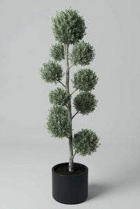 Studio · A single olive pom-pom specimen in a black pot, pads spiralling up one slender twisting trunk.