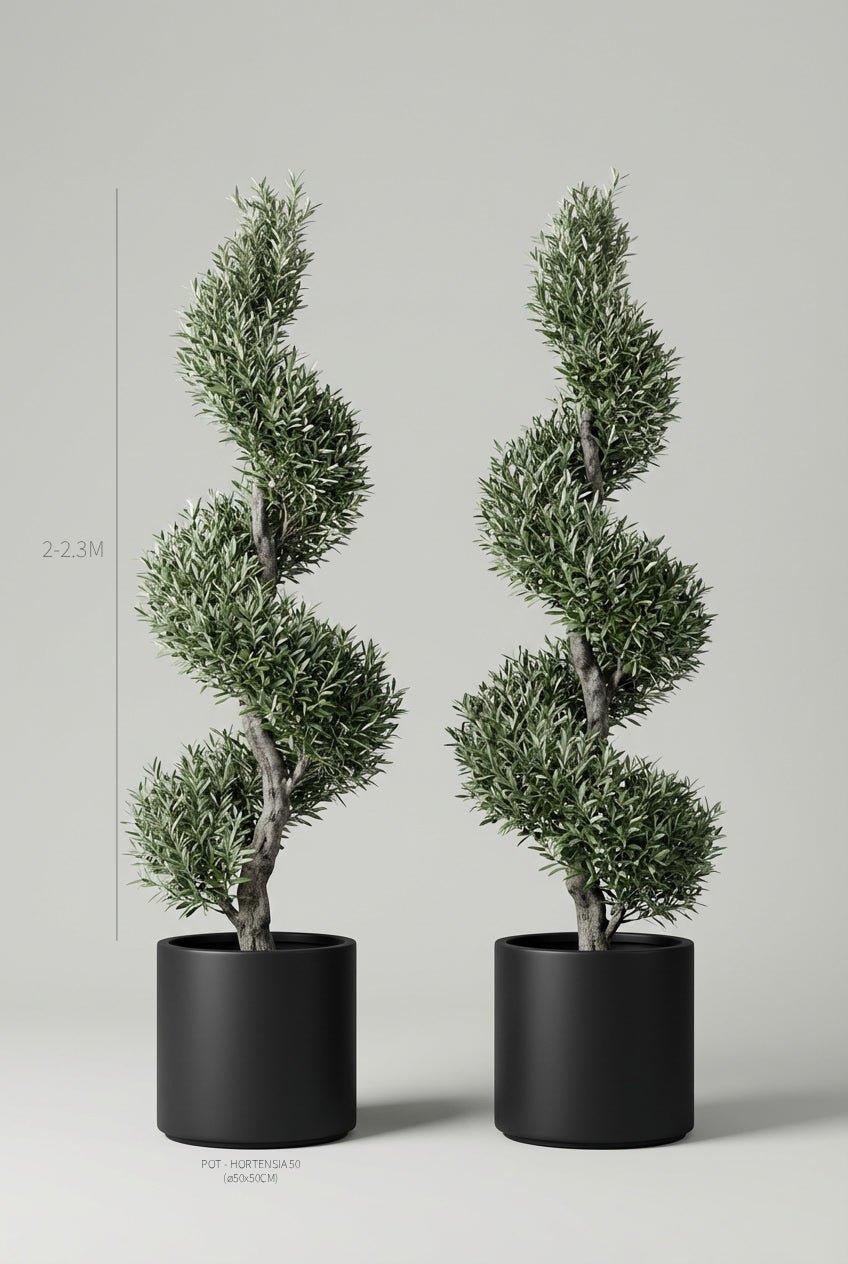 A pair of 200-230cm Olea europaea (olive) spiral topiary in black planters photographed on professional studio background, showcasing tall Mediterranean evergreens with twisted spiral topiary pair forms and characteristic gnarled trunks, demonstrating buy topiary trees and curated evergreen pairs for architectural garden design and formal entrance symmetry with sculptural living art.