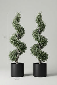 Studio · Neris and Odon measured to 2-2.3m, olive spirals standing in 50cm matte black pots.