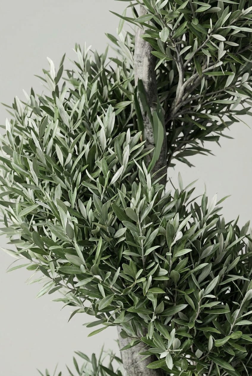 Close-up detail of Olea europaea (olive) spiral topiary foliage photographed on studio background, showcasing silver-green Mediterranean evergreen leaves with twisted trunk character, demonstrating distinctive foliage texture for buy topiary trees and sculptural living art in architectural garden design.