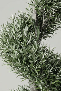 Foliage Close up · Narrow silver-green olive leaves banding around a pale, gnarled trunk.