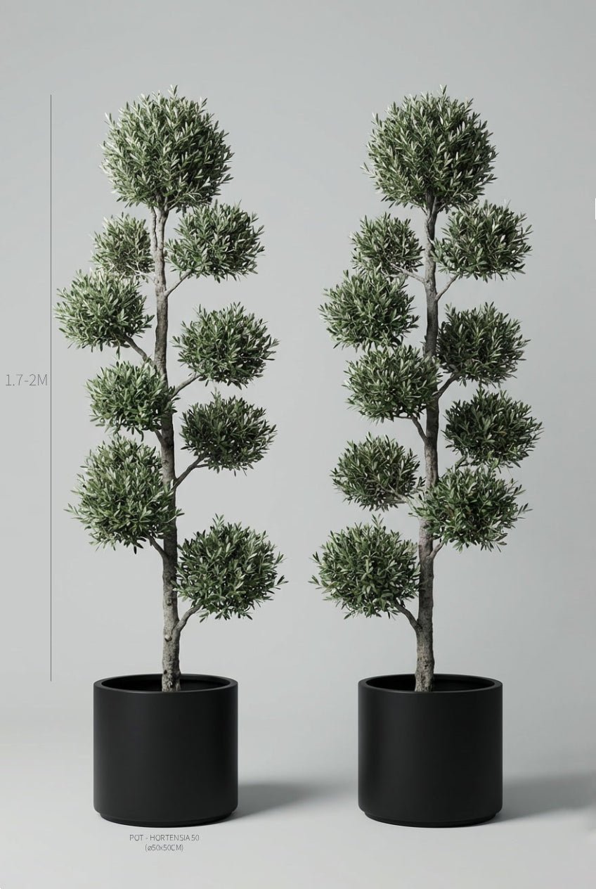 A hand-matched pair of 170-200cm Olea europaea (olive tree) pom-pom topiary in black planters photographed on professional studio background, showcasing silvery-green cloud topiary spheres with Mediterranean character on natural gnarled stems, ideal for buy topiary trees, architectural topiary design, doorway statement plants, and curated evergreen pairs for sculptural living art and formal entrance symmetry.