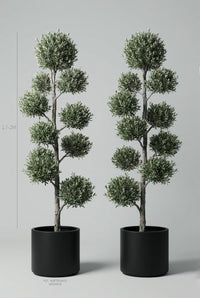 Studio · Size guide showing the olive pom-pom pair at 1.7-2m tall, each in a 50cm black cylinder pot.
