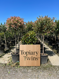Pink Marble Lollipop Topiary Pair - Marla & Faye