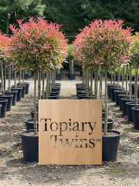 Pink Marble Lollipop Topiary Pair - Marla & Faye