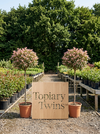 Pink Marble Lollipop Topiary Pair - Marla & Faye