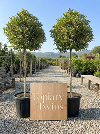 Pink Marble Lollipop Topiary Pair - Marla & Faye