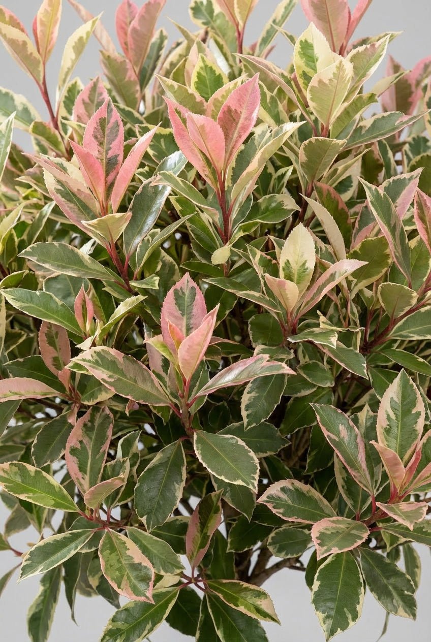 Close-up detail of Photinia fraseri 'Pink Marble' lollipop standard topiary showcasing variegated cream, green, and pink foliage with distinctive colour patterns, ideal for Photinia topiary, buy topiary trees, variegated evergreen standards, and colourful architectural specimens.