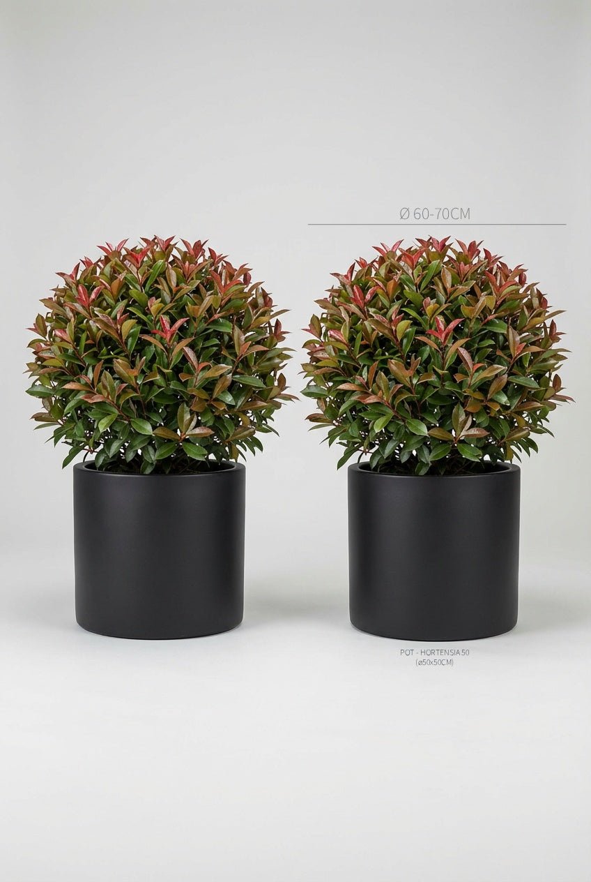 A pair of 60-70cm Photinia × fraseri 'Red Robin' ball topiary in black planters photographed on professional studio background, showcasing evergreen spheres with vibrant red-tipped new growth, demonstrating photinia topiary and curated evergreen pairs for architectural garden design and doorway plants with seasonal colour interest and formal symmetry.