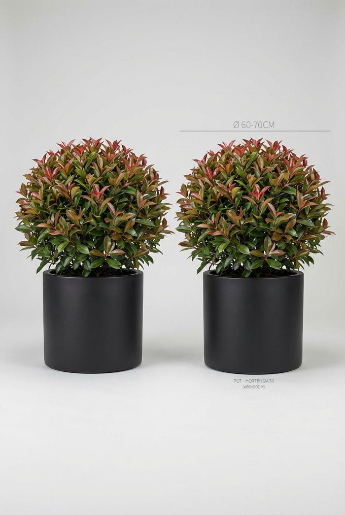 Red Robin photinia topiary ball pair, Photinia x fraseri 60-70cm doorway plants