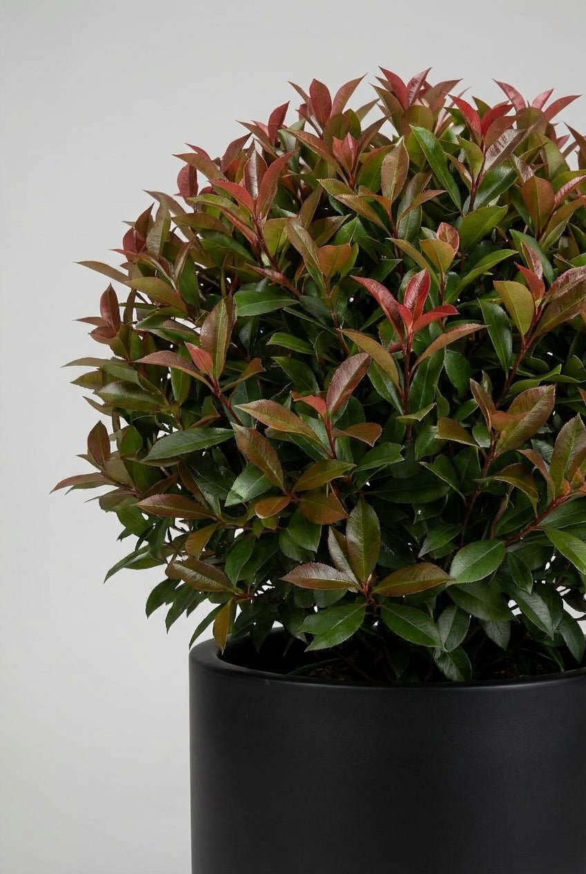 A 60cm Photinia × fraseri 'Red Robin' ball topiary in a black planter photographed on studio background, showcasing evergreen sphere with distinctive red-tipped new growth foliage, demonstrating photinia topiary alternatives for architectural garden design and doorway plants with seasonal colour interest.