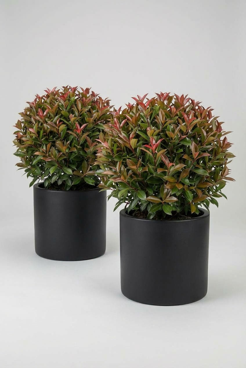 A pair of Photinia × fraseri 'Red Robin' ball topiary in black planters photographed on white studio background, showcasing compact evergreen spheres with red-tipped foliage, demonstrating curated evergreen pairs and photinia topiary for architectural garden design and doorway symmetry with seasonal colour.