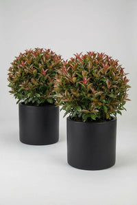Studio · Two Red Robin spheres offset in matte black cylinder pots against a pale studio backdrop