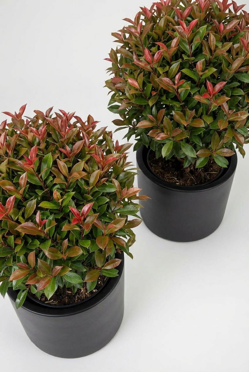 A pair of Photinia × fraseri 'Red Robin' ball topiary in black planters photographed on studio background, showcasing evergreen spheres with vibrant red-tipped new growth, demonstrating photinia topiary and curated evergreen pairs for architectural garden design and doorway plants with seasonal colour interest.