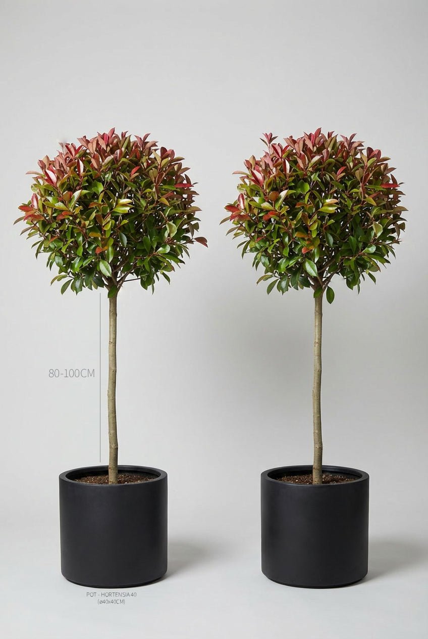 A pair of 80-100cm Photinia × fraseri 'Red Robin' lollipop standards in black planters photographed on professional studio background, showcasing ball-topped topiary forms on single stems with red-tipped evergreen foliage, demonstrating photinia topiary and curated evergreen pairs for architectural garden design and doorway plants with seasonal colour interest.