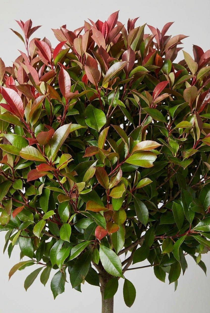 Close-up detail of Photinia fraseri 'Red Robin' lollipop standard topiary showcasing vibrant red-tipped new growth with glossy green mature foliage, ideal for Photinia topiary, buy topiary trees, colorful evergreen standards, and architectural specimens with seasonal color interest.