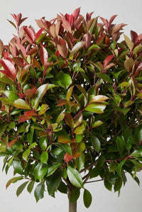 Foliage Close Up · Red Robin foliage, scarlet new leaves fading to deep green further into the crown.