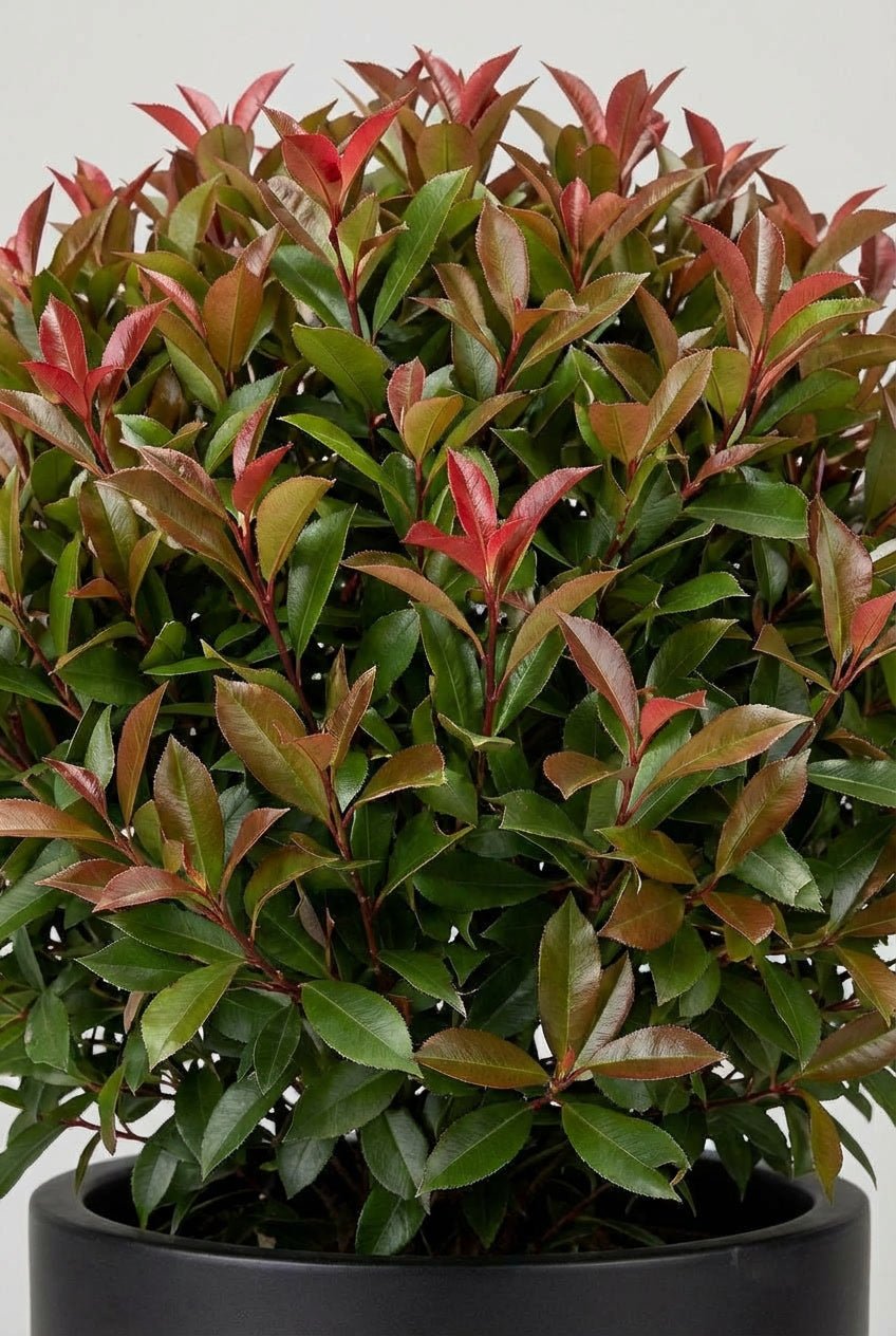Macro close-up detail of 60cm Photinia fraseri 'Red Robin' topiary ball showcasing vibrant red-tipped new growth contrasting with glossy dark green mature foliage, ideal for Photinia topiary, buy topiary plants, colorful evergreen spheres, and architectural specimens with seasonal colour.