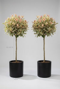 Studio · Marla and Faye, a pair of Pink Marble photinia lollipops in black pots, stems marked 80-100cm