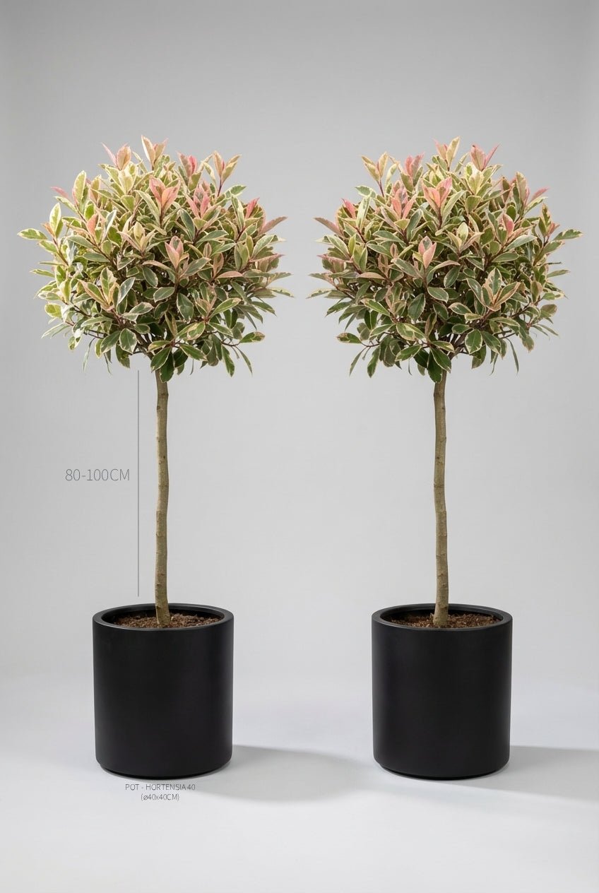 Studio · Marla and Faye, a pair of Pink Marble photinia lollipops in black pots, stems marked 80-100cm