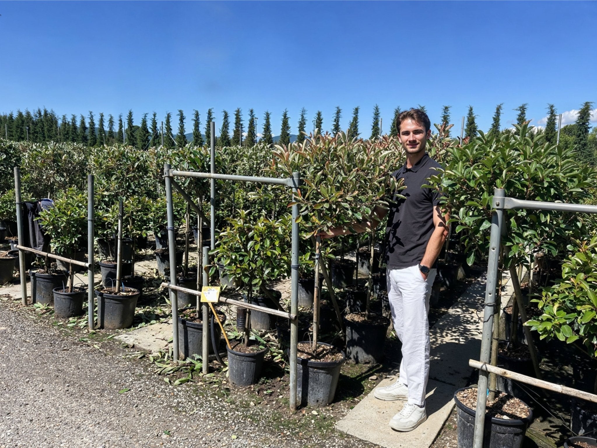 Extensive rows of Photinia 'Pink Marble' lollipop standards in a commercial nursery, showcasing evergreen topiary with variegated pink-cream foliage on single stems, demonstrating photinia topiary alternatives for architectural garden design and doorway plants with distinctive colour interest.