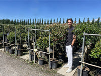 Nursery · A team member stands among nursery rows of staked pink marble standards under a clear blue sky