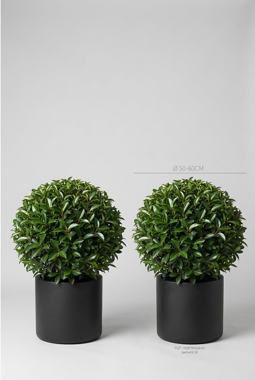 A pair of 50-60cm Prunus lusitanica (Portuguese laurel) ball topiary in black planters photographed on professional studio background, showcasing dense evergreen spheres with glossy foliage, demonstrating curated evergreen pairs and buy topiary trees for architectural garden design and Portuguese laurel hedge detail alternatives with doorway symmetry.