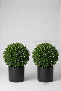 Studio · Amado and Sera, glossy Portuguese laurel balls in black pots, marked 50-60cm across