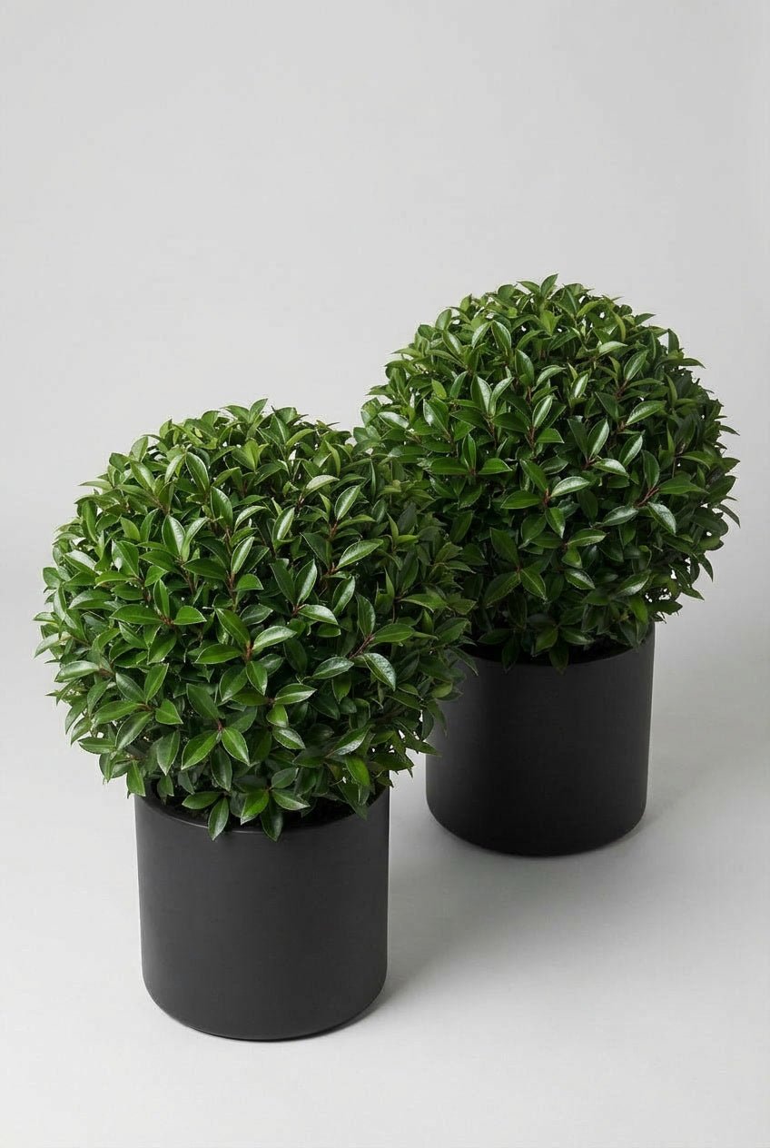 A pair of 50cm Prunus lusitanica (Portuguese laurel) ball topiary in black planters photographed on studio background, showcasing dense evergreen spheres with glossy foliage, demonstrating curated evergreen pairs and Portuguese laurel hedge detail alternatives for architectural topiary plants and doorway symmetry.