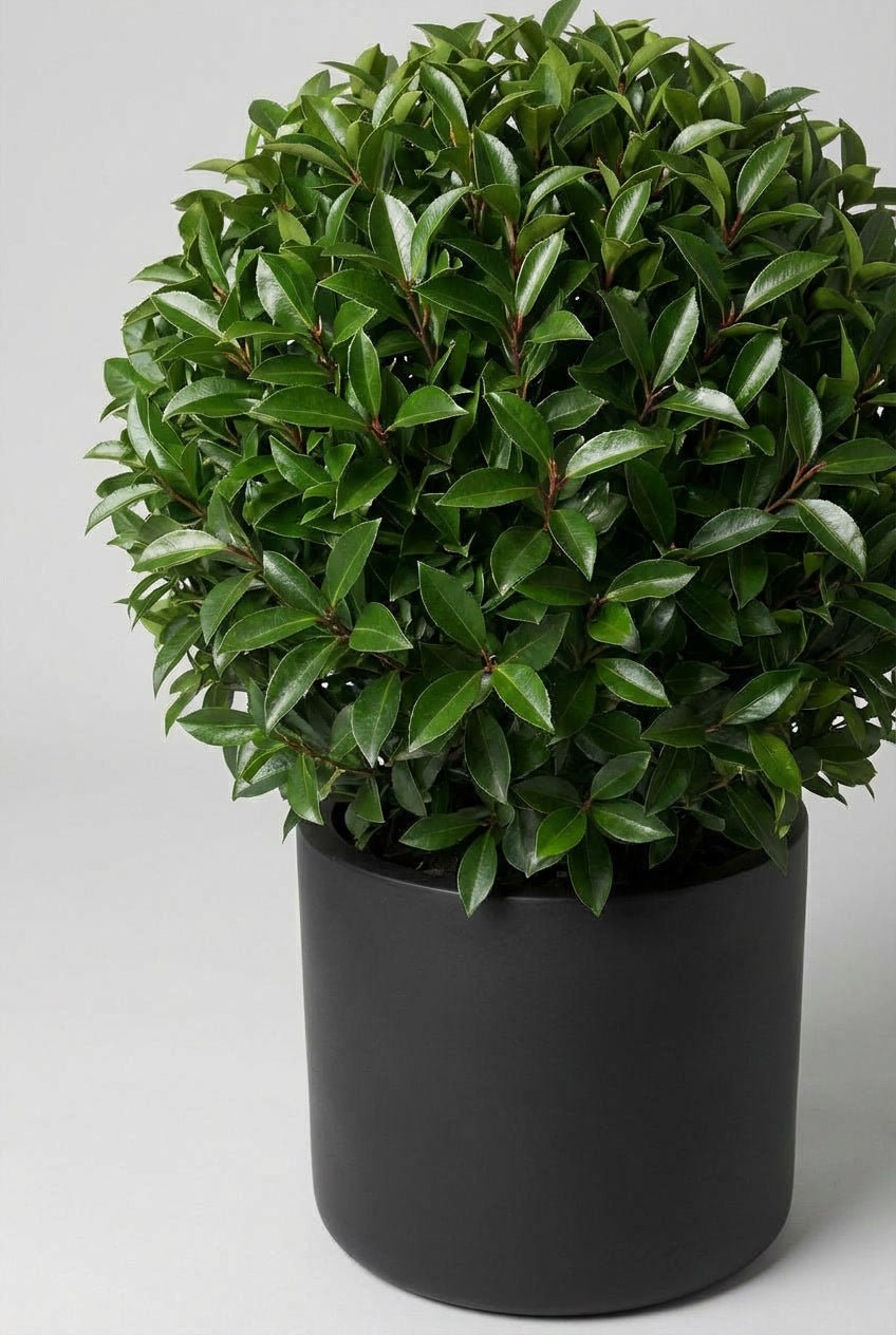 A Prunus lusitanica (Portuguese laurel) ball topiary in a black planter photographed on studio background, showcasing dense evergreen sphere with glossy foliage, demonstrating Portuguese laurel hedge detail alternatives and buy topiary plants for architectural garden design and formal entrance sculpture.