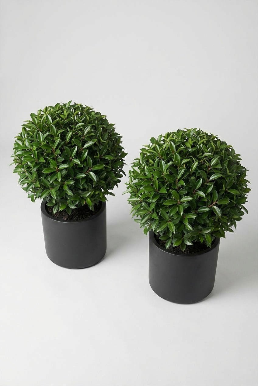 A pair of Prunus lusitanica (Portuguese laurel) ball topiary in black planters photographed on white studio background, showcasing dense evergreen spheres with glossy foliage, demonstrating curated evergreen pairs and buy topiary trees for architectural garden design and doorway symmetry with Portuguese laurel alternatives.