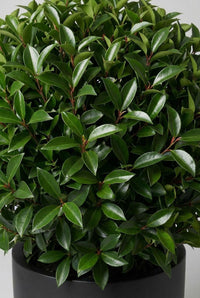 Foliage Close Up · Portuguese laurel leaves, glossy dark green with red stems, packed over the sphere