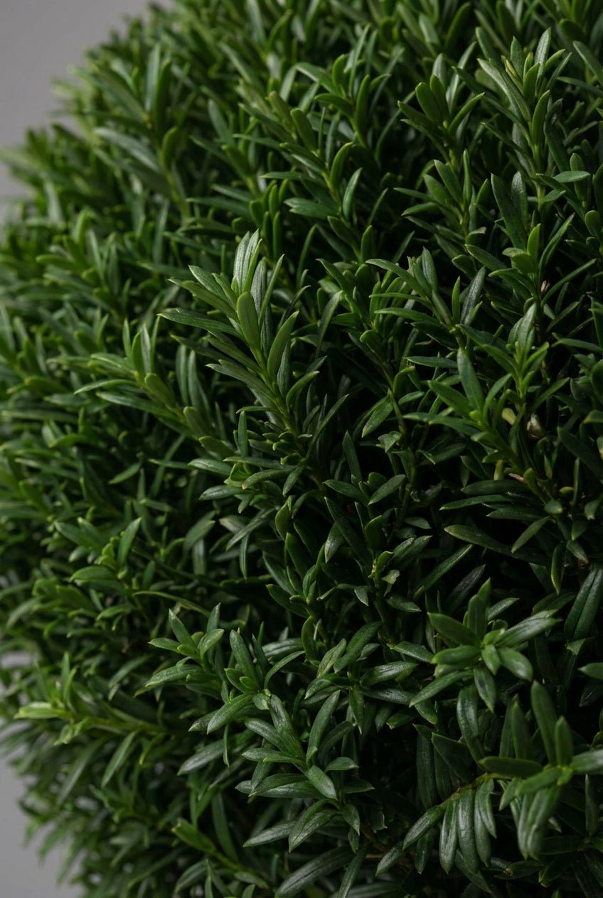 A pair of 40-50cm Taxus baccata (English yew) ball topiary in black planters photographed on professional studio background, showcasing dense dark evergreen spheres with fine needle-like foliage, demonstrating yew topiary ball and curated evergreen pairs for architectural garden design and doorway symmetry.