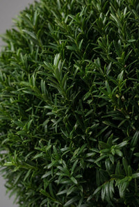 Foliage Close Up · Yew's fine dark needles, packed tight along the clipped curve of the sphere
