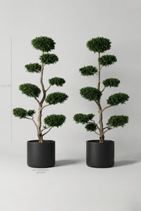 Studio · Size guide marking the yew cloud pair at 1.5-1.7m, each in a 50cm black cylinder pot.